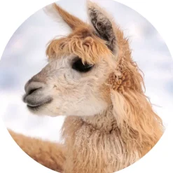 idéalsko Semelles Amovibles|Astuces Et Idées<Voûte en fourrure d'alpaga HELVESKO